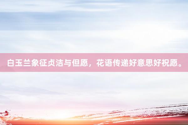 白玉兰象征贞洁与但愿，花语传递好意思好祝愿。