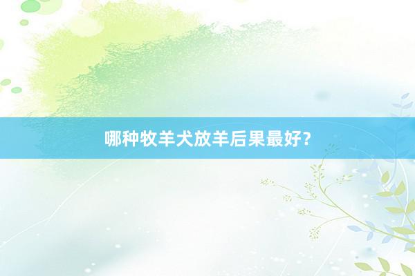 哪种牧羊犬放羊后果最好？